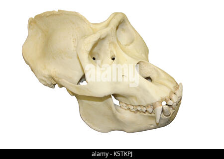 Maschio Cranio di Gorilla Foto Stock