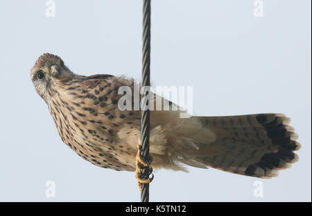 Un gheppio (Falco tinnunculus) appollaiato su un filo. Foto Stock