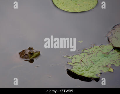 Un bullfrog in uno stagno nei pressi di ninfee con solo la testa che mostra sopra l'acqua Foto Stock