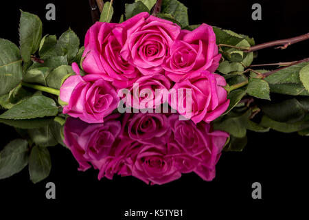 Numerose rose di colore rosa con foglie verdi Foto Stock