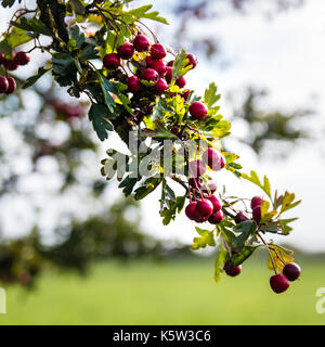 Biancospino bush bacche rosse. cielo luminoso sfondo, foglie verdi, soft focus con sharp focu su acini. fotografato in repton DERBYSHIRE REGNO UNITO in aut Foto Stock