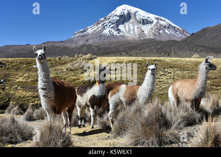 Llama (lama glama) off sajama vulcano, coperta di neve, Sajama Parco Nazionale, altiplano, Bolivia Foto Stock