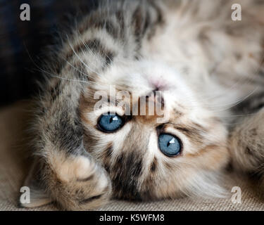 Ritratto di tabby kitten Foto Stock