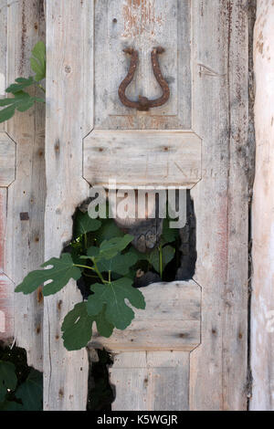 Dettaglio di una vecchia porta con foglie di fico crescendo attraverso un pannello rotto, in una bella casa antica, danneggiata dal terremoto del 1953, Assos, Cefalonia Foto Stock