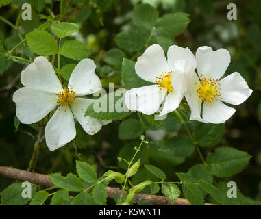 Attenborough riserva naturale Foto Stock