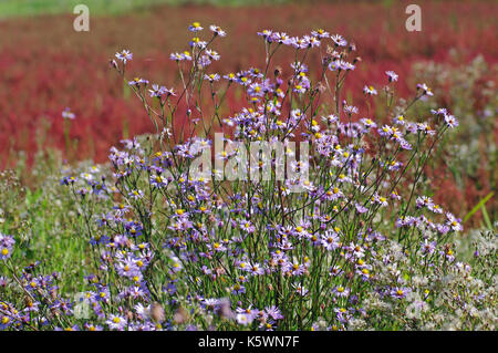 Il millefiori Aster tripolium, il mare aster, una pianta che cresce in paludi salate, fioritura in autunno, famiglia Compositae (asteraceae) Foto Stock