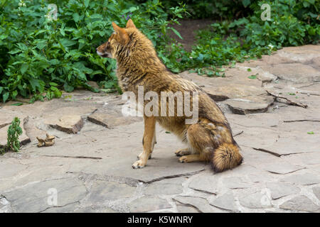 Il golden jackal vagato il percorso del giardino in una calda giornata estiva Foto Stock