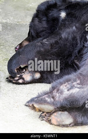 Le zampe di un sonno nero orso himalayana, nascondendo dal caldo sole nell'ombra Foto Stock