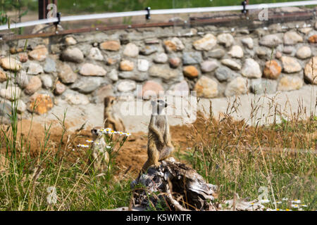 Una famiglia di meerkats avuto fuori del foro nelle prime ore del mattino Foto Stock