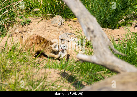 Una famiglia di meerkats avuto fuori del foro nelle prime ore del mattino Foto Stock