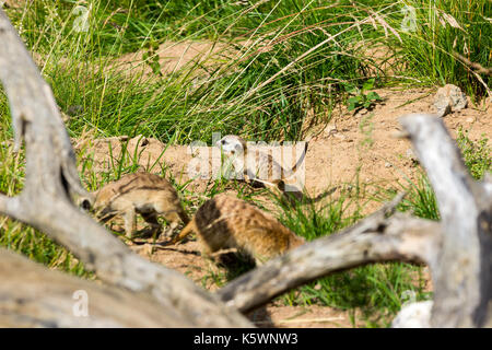 Una famiglia di meerkats avuto fuori del foro nelle prime ore del mattino Foto Stock