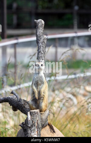 Una famiglia di meerkats avuto fuori del foro nelle prime ore del mattino Foto Stock