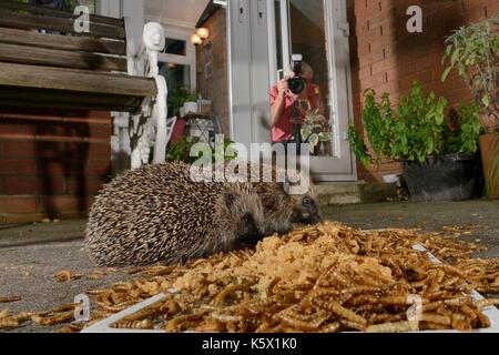 Due riccio (Erinaceus europaeus) alimentazione su mealworms e farina di avena lasciato fuori per loro su un patio, guardato dal proprietario di casa di prendere una fotografia, Chippenh Foto Stock