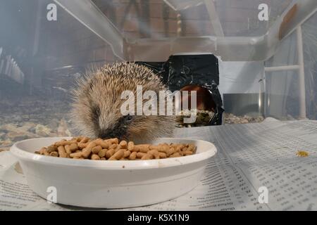 Unione riccio (Erinaceus europaeus) alimentazione sul riccio di pellet in un riccio box alimentatore con un ingresso stretto e di escludere i gatti e volpi. Foto Stock