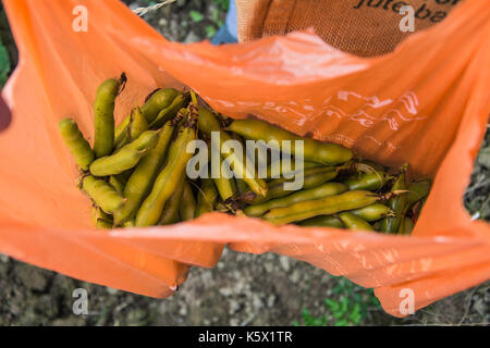 Una donna di mantenere aperto un sacchetto di appena raccolto di Fave (Vicia faba, fava), Shropshire, Regno Unito Foto Stock