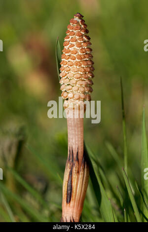 Il campo equiseto o comuni o equiseto Foto Stock