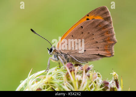 Piccola di rame (farfalla Lycaena phlaeas) a riposo nel profilo. Piccola farfalla della famiglia lycaenidae, con il lato inferiore delle ali visibile Foto Stock