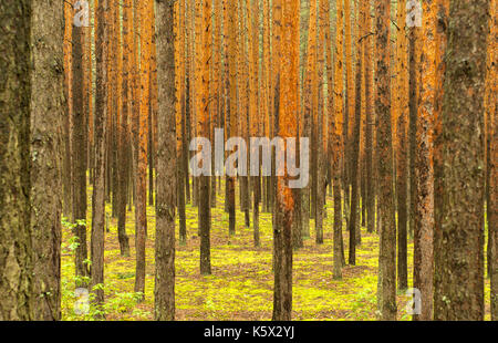 Background: foresta di pini. parete del giallo-grigio pino dritto trunk senza rami, il terreno è coperto con un luminoso verde muschio. Foto Stock