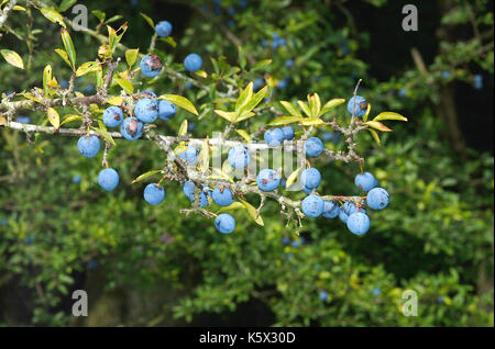 Bacche di prugnolo (Prunus spinosaq) Foto Stock