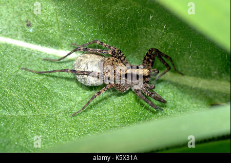 Wolf spider (pisaura lugubris) femmina wolf spider che porta uovo-sac Foto Stock