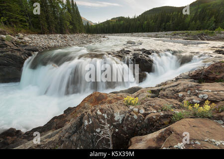 Tiger cade a ganascia, kananaskis alberta. Foto Stock