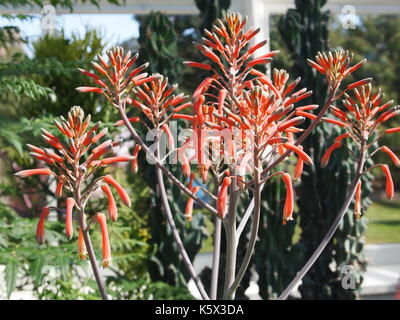 Sapone aloe (Aloe maculata) ibrido fiori nella serra tropicale, agricoltura Canada centrale fattoria sperimentale, Ottawa, Ontario, Canada. Foto Stock