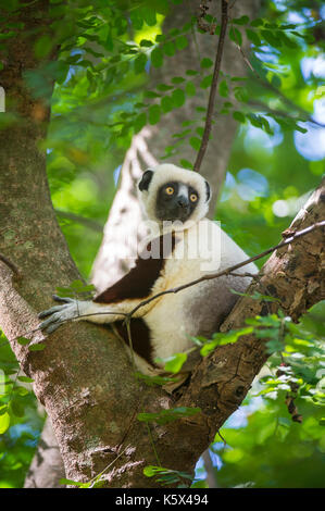 Coquerel il sifaka, Propithecus coquereli, Ankarafantsika Parco nazionale del Madagascar Foto Stock