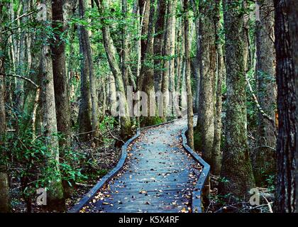 Kalmia gardens Foto Stock