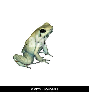 Tintura di poison dart frog isolato su bianco Foto Stock
