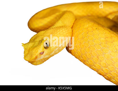 Vipera Golden Eyelash isolata su sfondo bianco Foto Stock