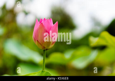 Pink lotus bud che pronti alla fioritura Foto Stock