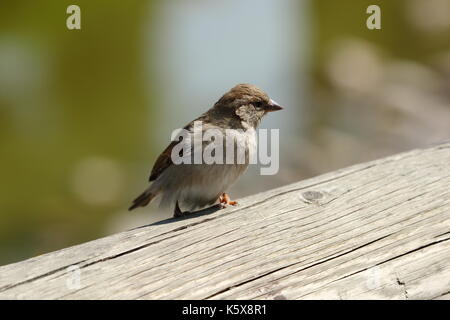 Sparrow... Foto Stock