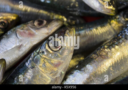 Sardine fresche Foto Stock