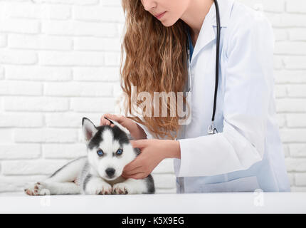 Veterinario esaminando piccolo cucciolo husky Foto Stock