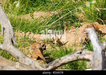 Una famiglia di meerkats avuto fuori del foro nelle prime ore del mattino Foto Stock