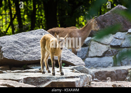 Il capretto di oriente tour caucasica sta giocando a rocce Foto Stock