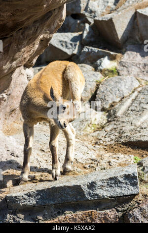 Il capretto di oriente tour caucasica sta giocando a rocce Foto Stock