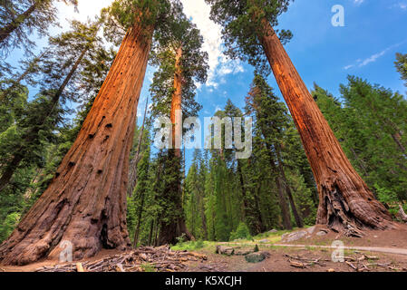 Sequoie giganti in Sequoia National Park, California Sierra Nevada. Foto Stock