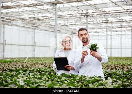 Allegro lavoratori, donna matura e uomo sorridente, guardando e toccando le piante in serra Foto Stock