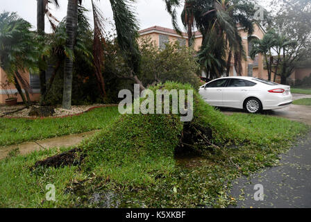 Miramar, fl, Stati Uniti d'America. Decimo Sep, 2017. diversi alberi di grandi dimensioni sono stati rovesciati dall uragano irma come questo bloccando l'ingresso presso una casa nei vigneti monarch laghi domenica credito: sun-sentinel/zuma filo/alamy live news Foto Stock