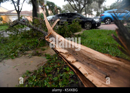 Miramar, fl, Stati Uniti d'America. Decimo Sep, 2017. molti alberi sono stati portati giù dall uragano irma nei vigneti monarch laghi domenica pomeriggio credito: sun-sentinel/zuma filo/alamy live news Foto Stock