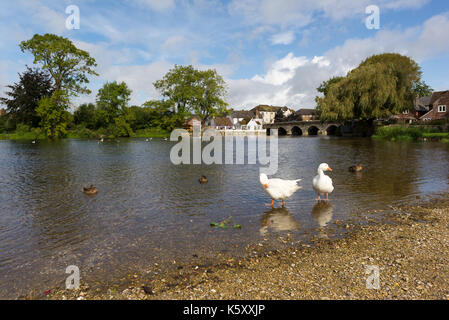 Due oche bianche in acque poco profonde in corrispondenza del bordo di un fiume in Hampshire, Inghilterra. Foto Stock