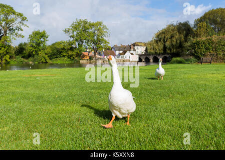 Due oche bianco in un lussureggiante verde Riverside park in Hampshire, Inghilterra. Foto Stock