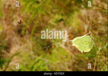 Gorse orbweever spider (agalenatea redii) con catturato brimstone butterfly Foto Stock