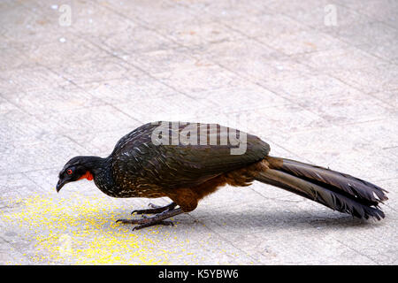 Voce maschile dusky zampe (guan penelope obscura), jacuacu, mangiare mais secco sparsi sul terreno, caraca santuario, MINAS GERAIS, BRASILE. Foto Stock