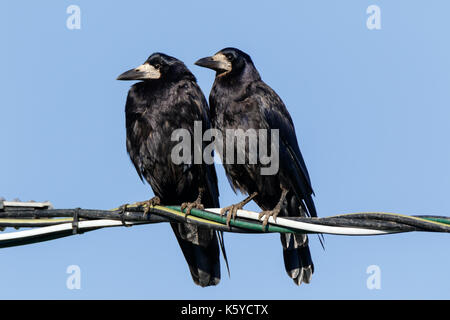 Rook (Corvus frugilegus). bird. Foto Stock