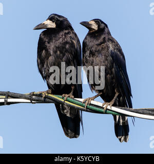 Rook (Corvus frugilegus). bird. Foto Stock