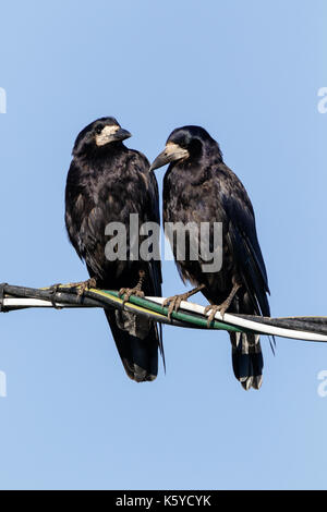 Rook (Corvus frugilegus). bird. Foto Stock