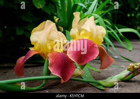Rosso giallo fiore iris con gocce d'acqua recante sulla corsia nel giardino con pianta verde sullo sfondo Foto Stock