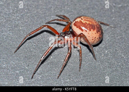 Falso black widow spider (steatoda nobilis) femmina Foto Stock